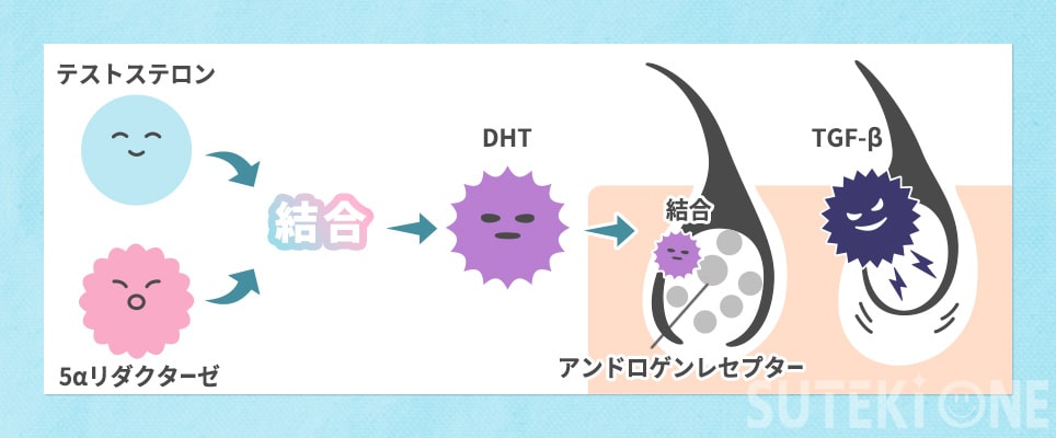AGAが発症するメカニズムの図説