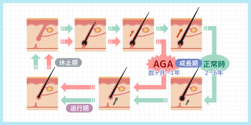 毛周期の図説